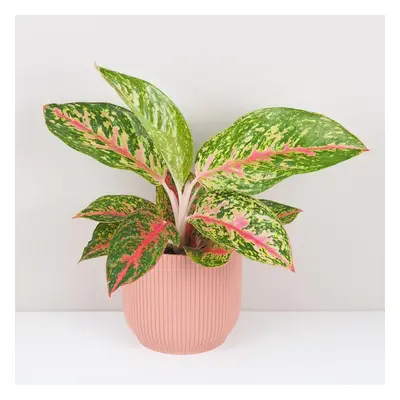 Aglaonema ‘Avocado Red’