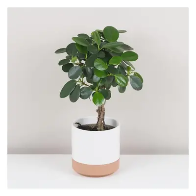 Ficus microcarpa