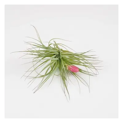 Tillandsia cotton candy