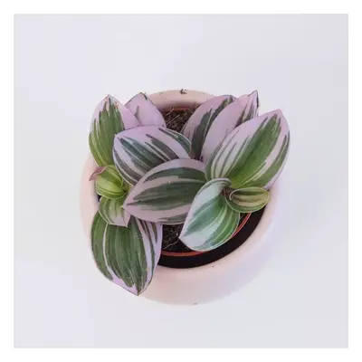 Tradescantia ‘Nanouk’ mini