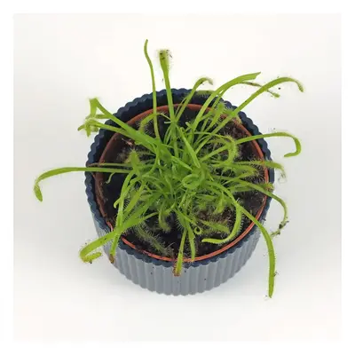 Drosera capensis