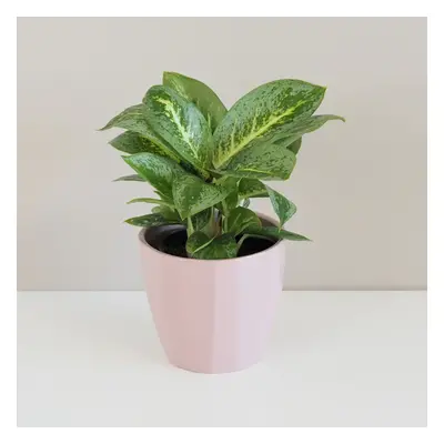 Aglaonema ‘Lemon Mint’