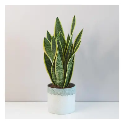 Sansevieria trifasciata ‘Laurentii’ velká