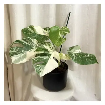 Monstera deliciosa ‘Albo-Variegata’ velká 1