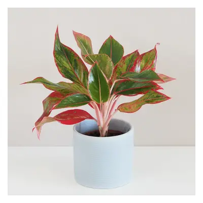 Aglaonema ‘Crete’