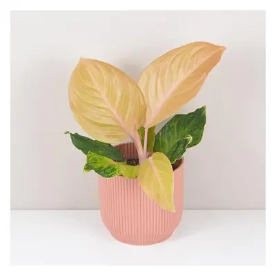 Aglaonema ‘Cricket Pink’