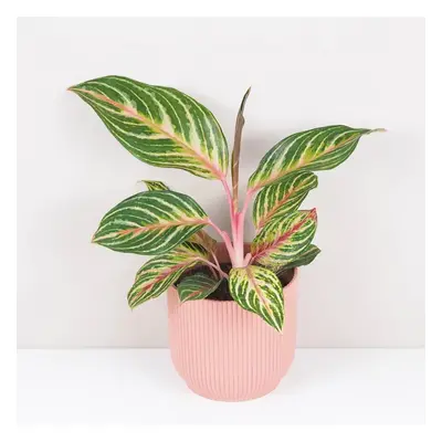 Aglaonema ‘Dreamcatcher’