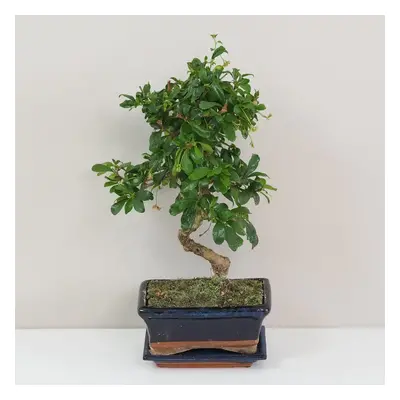 Bonsai Čaj fuki / Carmona microphylla