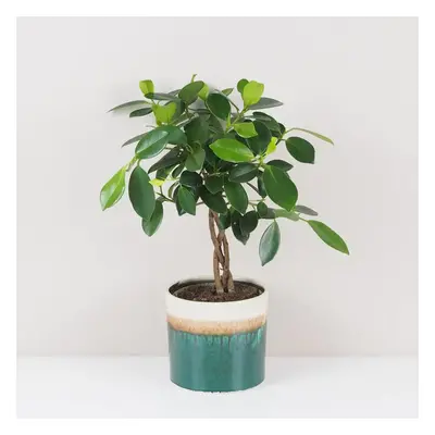 Ficus microcarpa ‘Maya’