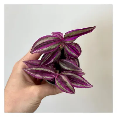 Tradescantia ‘Pink Paradise’ malá