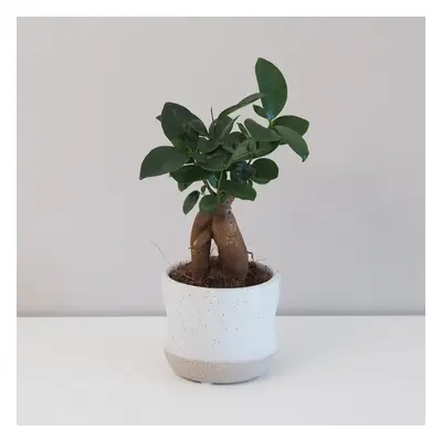 Ficus ginseng bonsai střední