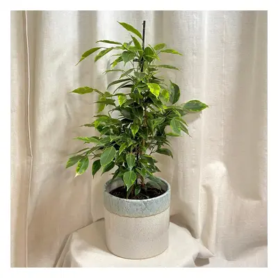 Ficus benjamina ‘Anastasia’