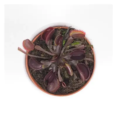 Mucholapka / Dionaea muscipula ‘Red Burgundy’