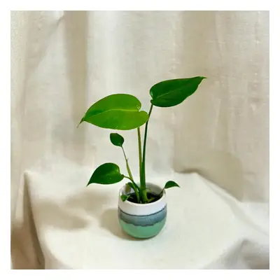 Monstera deliciosa baby