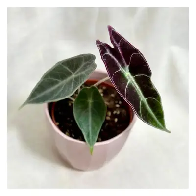 Alocasia longiloba ‘Purple’