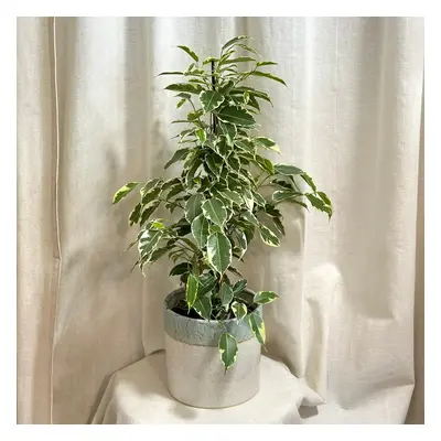 Ficus benjamina ‘Twilight’