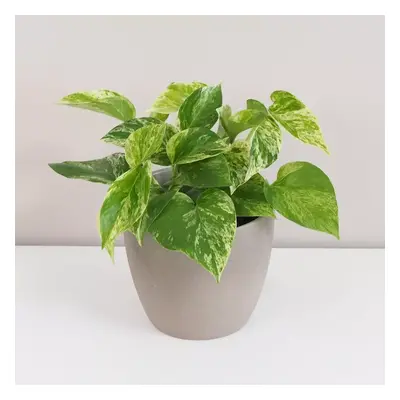 Pothos Epipremnum ‘Marble Queen’