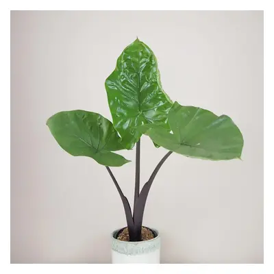 Alocasia ‘Black cobra’ velká