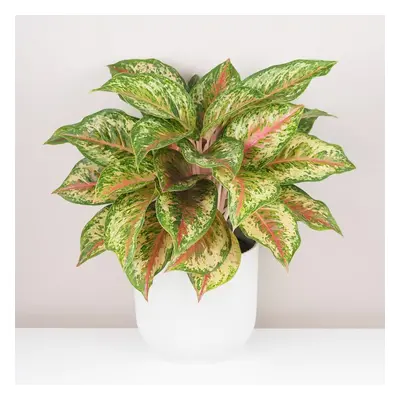 Aglaonema ‘Painted Celebration’ maxi