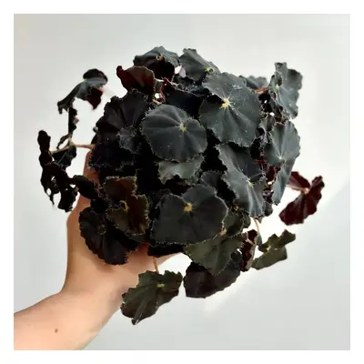 Begonia rex ‘Dark Mambo’