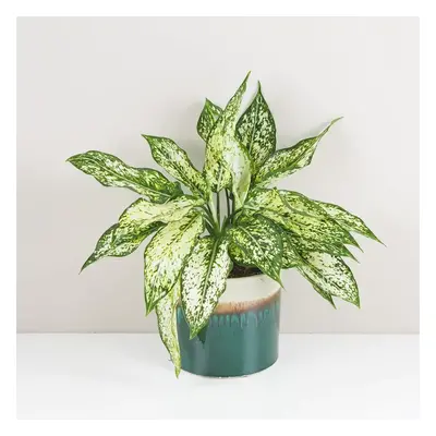 Aglaonema ‘White Kiwi’