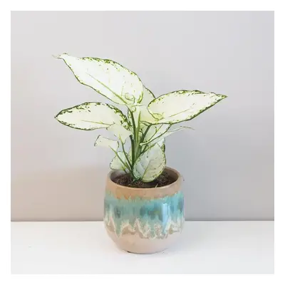 Aglaonema ‘White Joy’