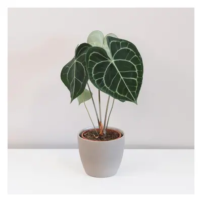 Anthurium Clarinervium