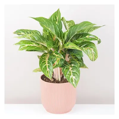 Aglaonema ‘Cocomelon’ maxi