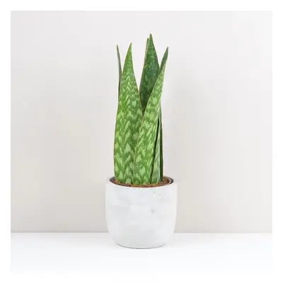 Sansevieria ‘Jamaiquina Queen’