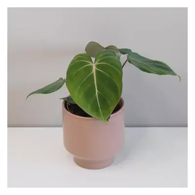 Philodendron gloriosum