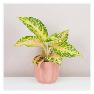 Aglaonema ‘Eyecatcher’