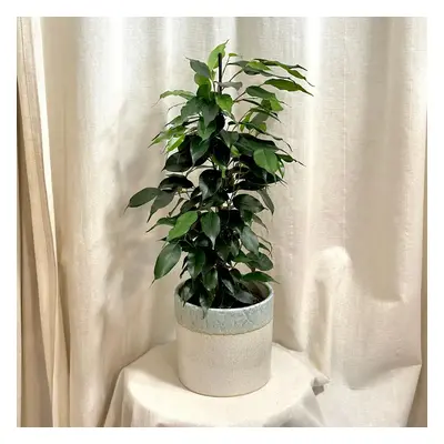 Ficus benjamina ‘Danielle’