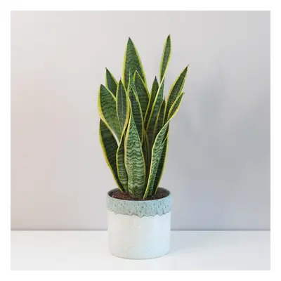 Sansevieria trifasciata ‘Laurentii’ velká