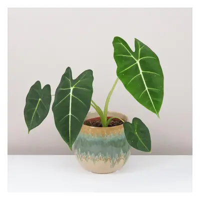 Alocasia ‘Frydek’