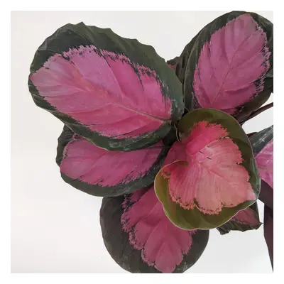 Calathea roseopicta ‘Rosy’