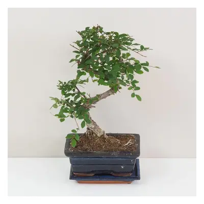 Bonsai Brest drobnolistý / Ulmus parvifolia