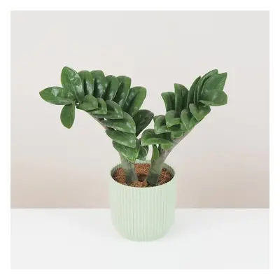 Zamioculcas ‘Zenzi’ střední