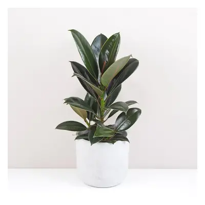 Ficus elastica ‘Melany’