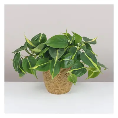 Philodendron scandens ‘Brasil’ velký