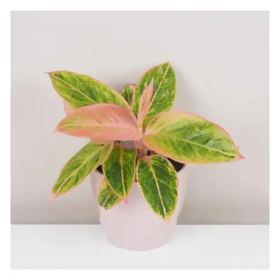 Aglaonema ‘Salmon Fantasy’