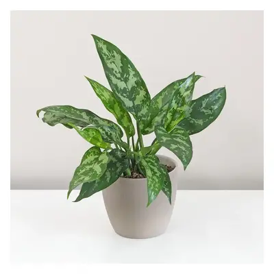 Aglaonema ‘Maria’