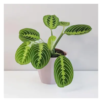 Maranta leuconeura ‘Lemon Lime’