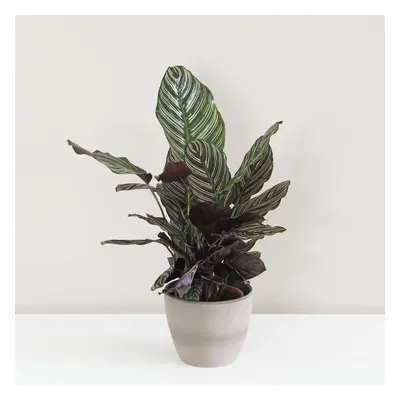 Calathea ornata ‘Sanderiana’ velká