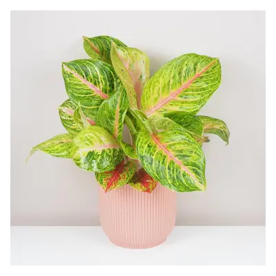 Aglaonema ‘Grand Blossom’ maxi