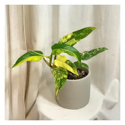 Philodendron domesticum variegata velký