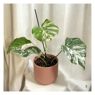 Monstera deliciosa ‘Albo-Variegata’ 2