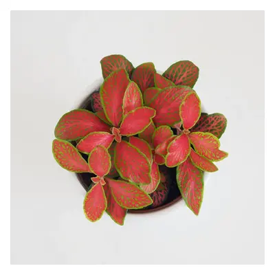 Fittonia ‘Ruby Lime’