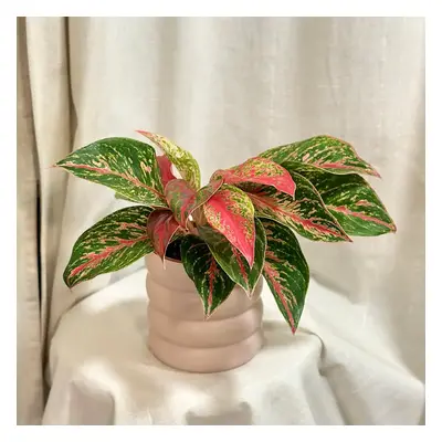 Aglaonema ‘Pincut’