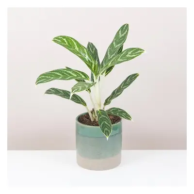 Aglaonema ‘Ivy Green’