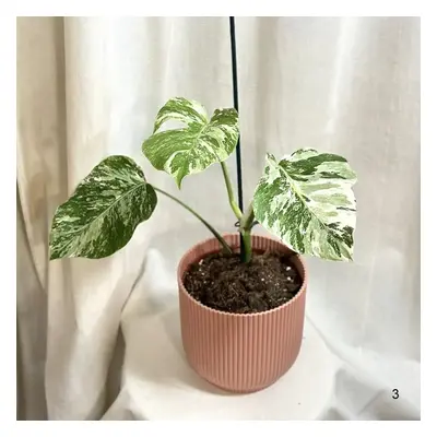 Monstera deliciosa ‘Albo-Variegata’ 3